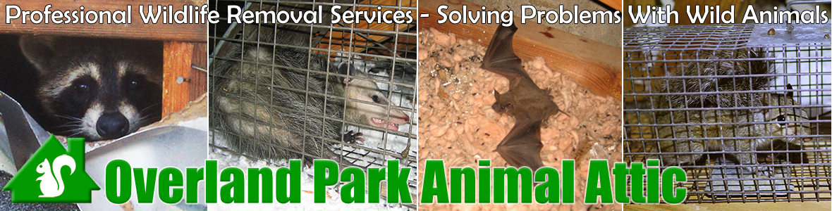 Overland Park Animal Attic